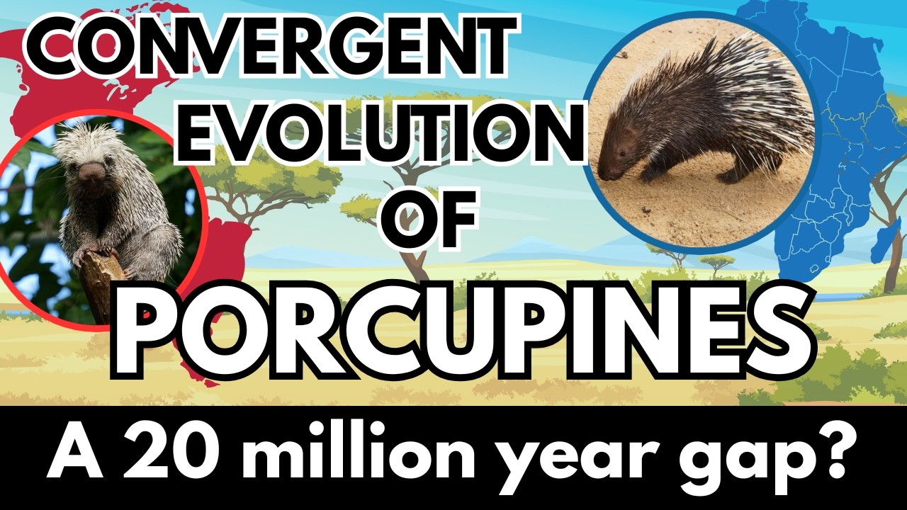 The complicated history of porcupines | Convergent evolution explained ...