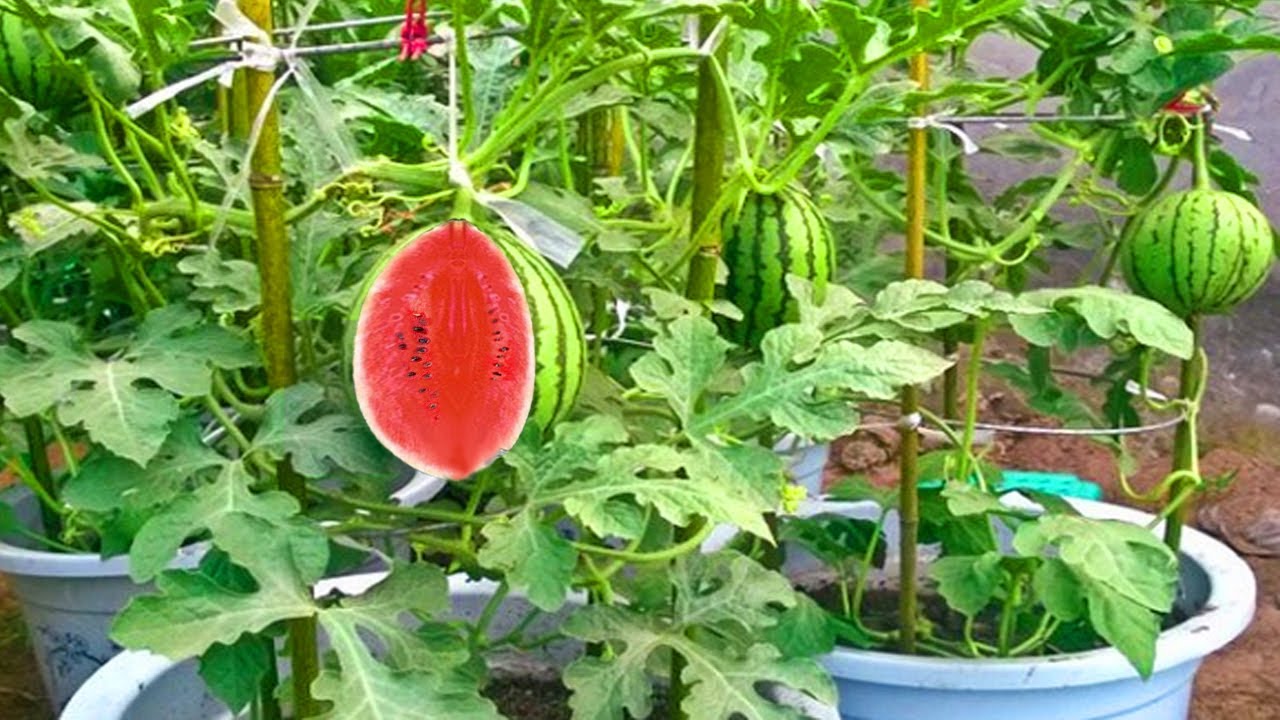 Cara menanam  Semangka di  POT  atau Di  Polybag how to grow 