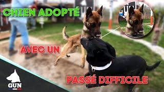 MALINOIS ADOPTÉ AVEC UN PASSÉ DIFFICILE