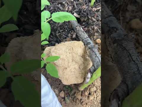 Found some bugs