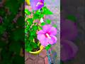 Beautiful natural flowers#flowers#nature #shorts#ytshorts #roseflowergarden #beautifulflowers#viral