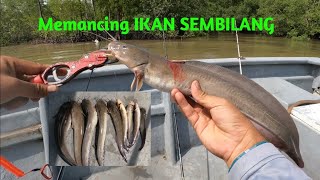 Download Lagu MEMANCING IKAN SEMBILANG DI TEPI BAKAU. MP3