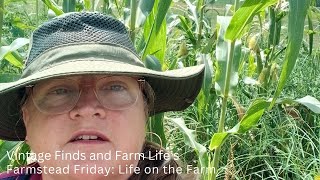 The Anatomy of Corn: How Corn Grows Anatomy Of A Corn Stalk