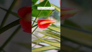 Timelapse of blooming flower 🌺 (34days in 15s) #garden #flowers #anthurium