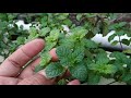 Memperbanyak Daun Mint Sendiri | Waspadai Hama & Layu Pada Daun Mint