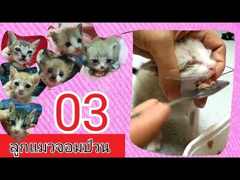 ลูกแมวจอมป่วน Ep.3 ฝึกให้กินอาหารเปียก อายุ 1 เดือนขึ้นไป Feeding kitten food /(30/01/2019)