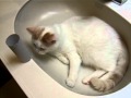 トイレットペーパーホルダー猫