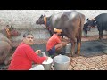 👍भूरी भैंस की -Live Milking recorded @Ramu Sir's Farm Village-Gaddi kheri. Rohtak (82956-82733).👍