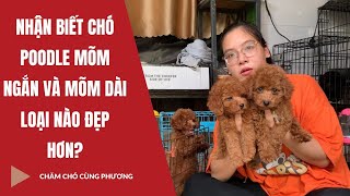 Nhận Biết Chó Poodle Mõm Ngắn Và Mõm Dài | Loại Nào Đẹp Hơn? Phương Cún Vnn