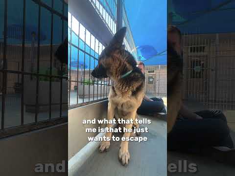 Video: Sådan holder du en hund fra sniffing objekter