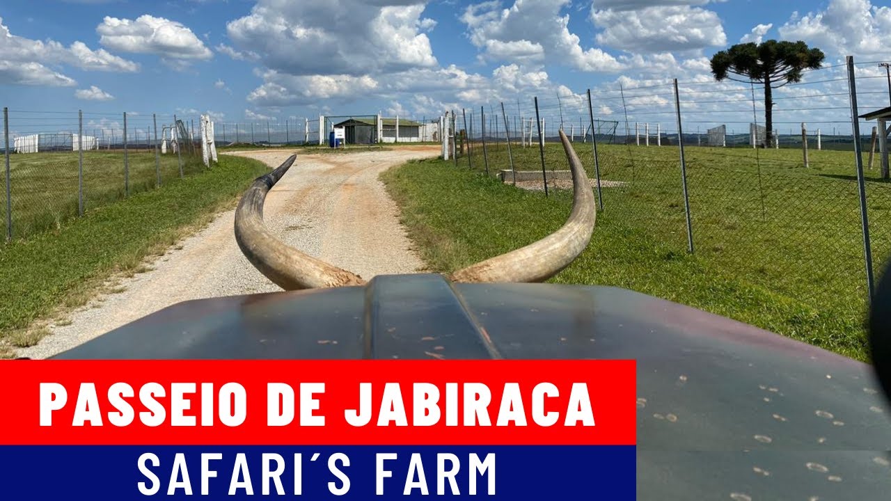 Passeio de Jabiraca no Safari´s Farm em Tibagi - Ponta Grosa / Turismo ...