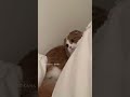 私の可愛い可愛い愛猫むぎちゃん🐈💖