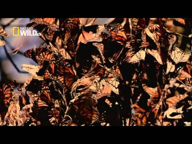 Assista a Bindu - Blessed Love.avi no YouTube Assista a Bindu - Blessed Love.avi no YouTube