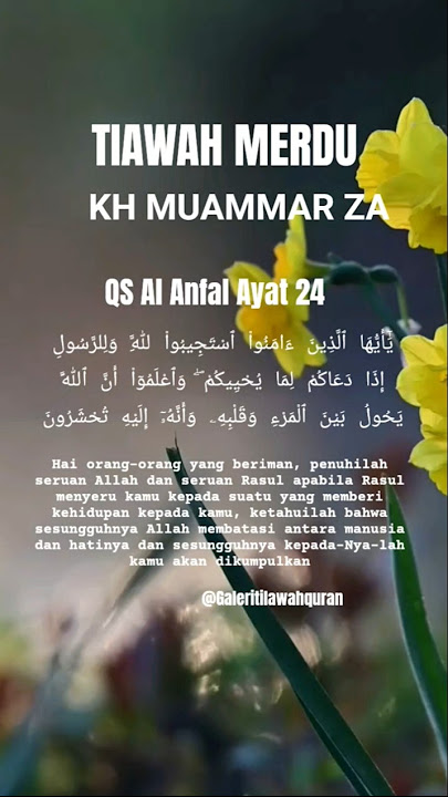 TILAWAH MERDU KH MUAMMAR ZA QS AL ANFAL AYAT 24 #qoriinternasional #khmuammarza
