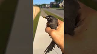 I rescued this bird 🥹❤️🦅🐦‍⬛