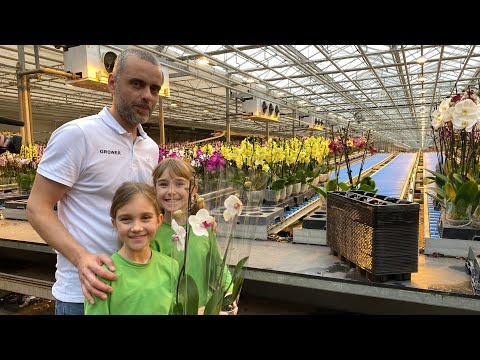 Video: Kje rastejo orhideje? Orhideje v naravi