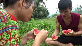 Find food to survivel meet watermelons in a wild forest - Survival skills and finding food delicious