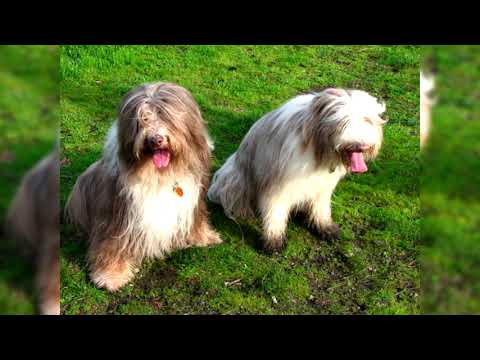 Video: Diferencias entre un perro pastor polaco de tierras bajas y un collie barbudo