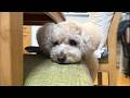 大きいトイプードルと家族の休日ルーティン【デカプー】【トイプードルのロアくん】【toy poodle】