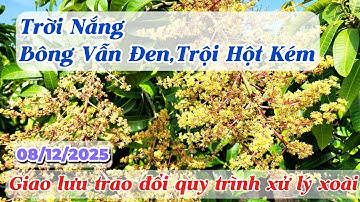 Giao lưu trao đổi quy trình xử lý xoài 08/12/2025 |Gốc Cù Lao|#0986289491