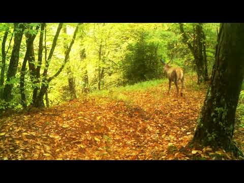 კეთილშობილი ირემი • Cervus elaphus • Red deer