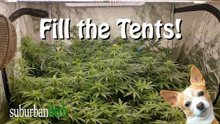 Filling the tents using scrogs! How I use scrogs to train my plants