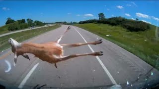 Hitting a Deer 🦌 at 70mph WARNING graphic content! #highway #highwaydrifter