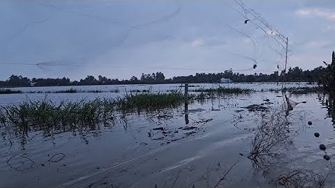 Đi ruộng bắt cá thăm lưới mùa nước nổi đặt dưới