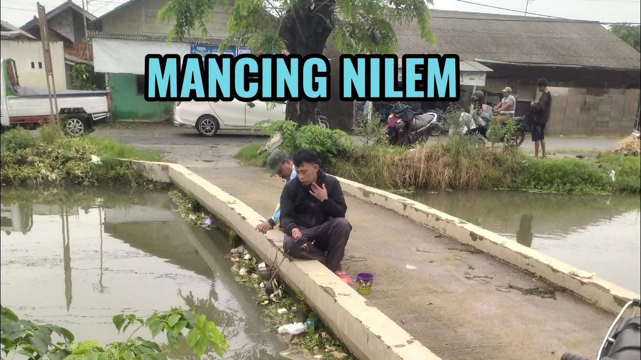 MANCING NILEM TEKNIK NUTUL ‼️