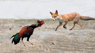 Ce renard regrette d'avoir attaqué le coq ! Les oiseaux de proie dans l'affaire ...