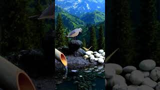 Peace for the Heart and Mind! part. 9 #shortvideo #relaxing