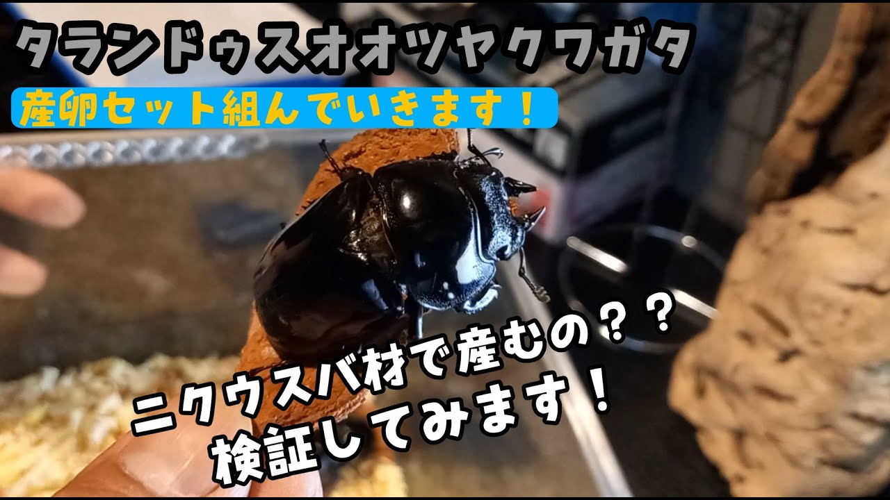 タランドュスオオツヤクワガタ】ニクウスバ材！？ボトル産卵で全然産ま