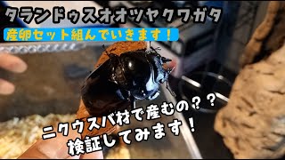 【タランドュスオオツヤクワガタ】ニクウスバ材！？ボトル産卵で全然産まないメスの産卵セットを組んでみました！！