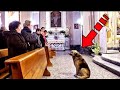 El perro se negó a salir de la iglesia. ¡Después de mirar a las cámaras, el sacerdote vio lo impensa
