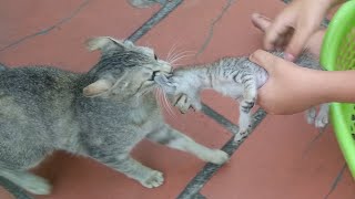 Wow! Mama Cat Carrying Cute Baby Kittens Videos Compilation