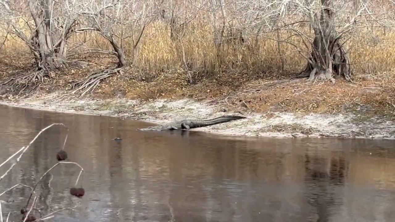 Alligator Walking --Shirley Kokidko @ Suwannee River Sill 2025-11-26