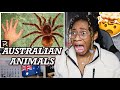 AMERICAN REACTS TO AUSTRALIA'S MOST DANGEROUS ANIMALS!! 🤯 | Favour