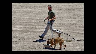 Idaho Police K9 Competition