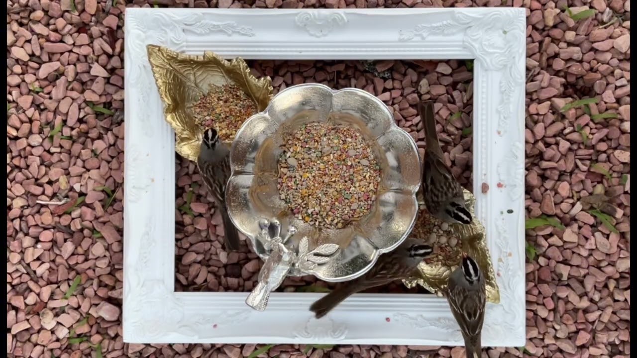 35 Minutes of Sparrows Feeding | Gentle Water Sounds | Peaceful Nature Ambience