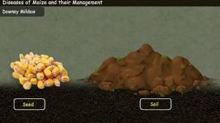 Diseases of Maize and their Management [Year3]