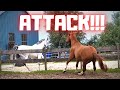 Attack! Stay away from my mares and foals! Friesian Horses