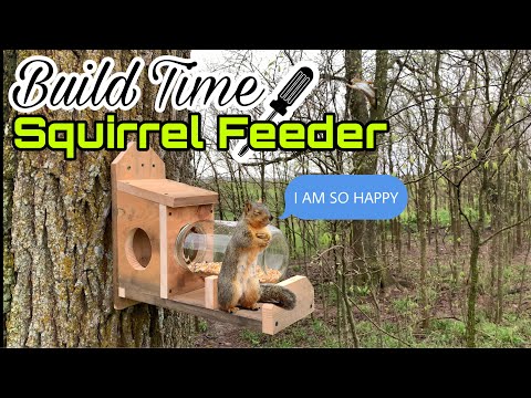 Video: How To Make A Squirrel Feeder