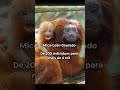 ANIMAIS QUE QUASE FORAM EXTINTOS #dinossauros #curiosidades #bizarro #shorts