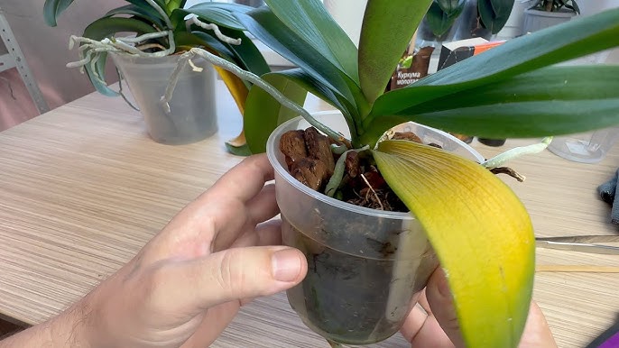 Ормандағы жасырын камера секс видеосы Жыныстық позициядағы порно видеолар