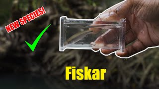 Maryland Creek Fishing Searching For The Spottail Shiner Micro Fishing