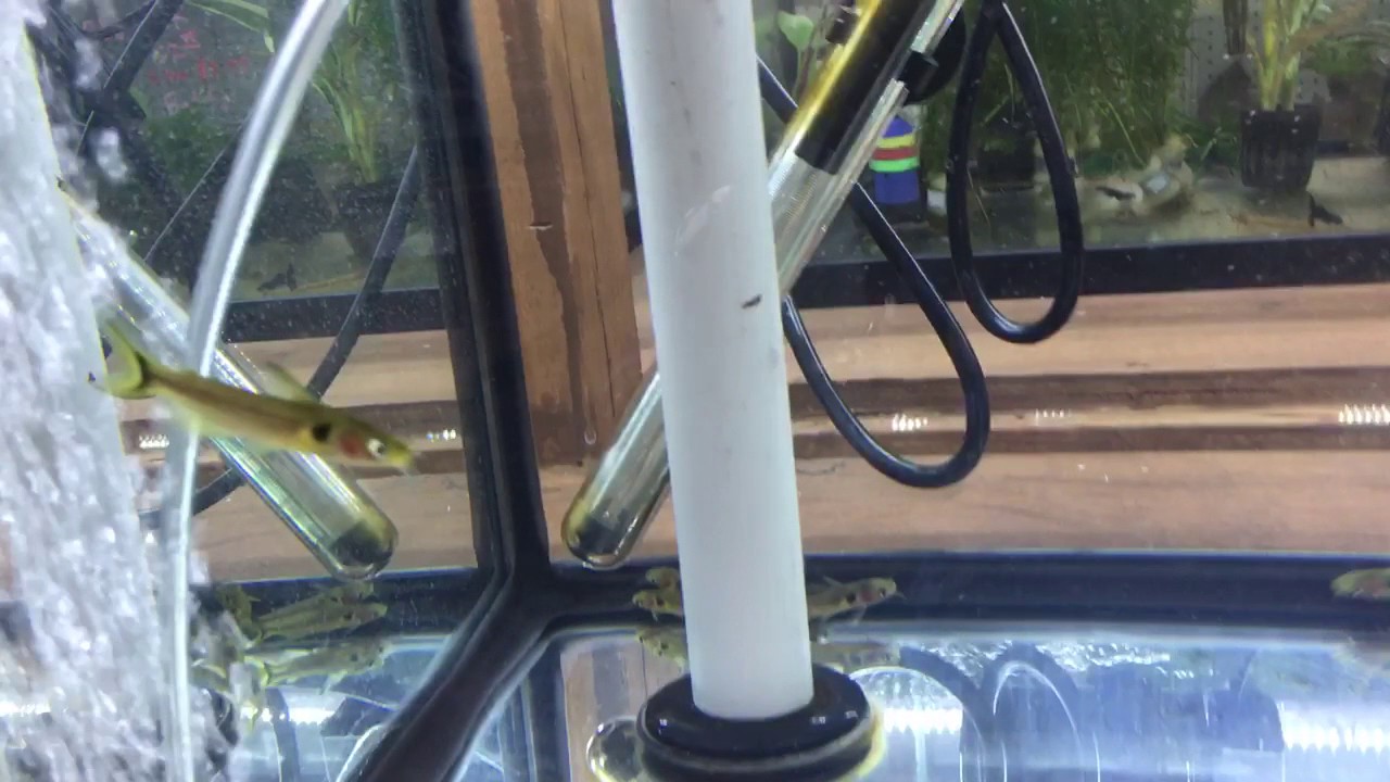 Sun Catfish (Bullseye Cat) For Sale! YouTube