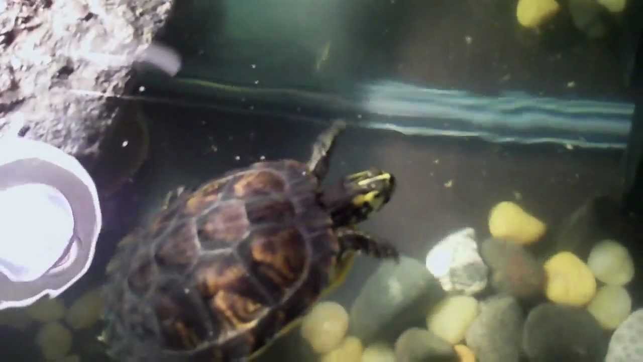 video phone beyonce mp3 turtle feeding time
