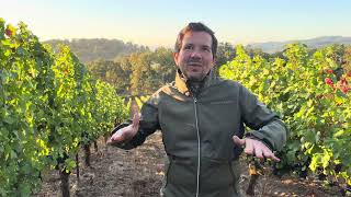 Résonance Wines - Harvest 2024 Outlook