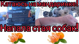 Катаюсь на мандаринке! напала стая собак !