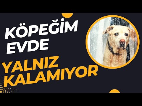 Köpeğinizi Evde Yanlız Kalmaya Alıştırın | Köpek Eğitimi